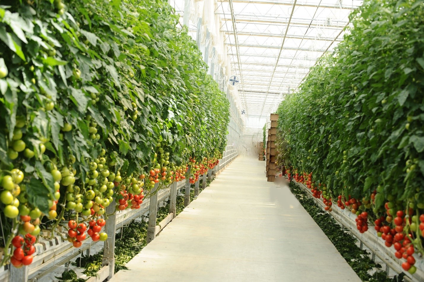 How To Grow Hydroponic Tomatoes In 2020 | 101 Guide For Beginners