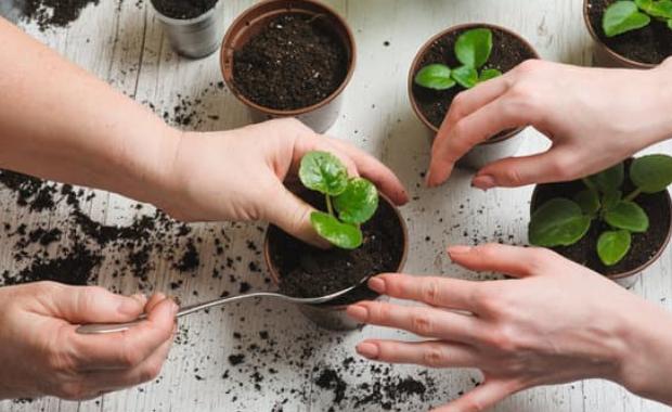 Nutrients & Additives