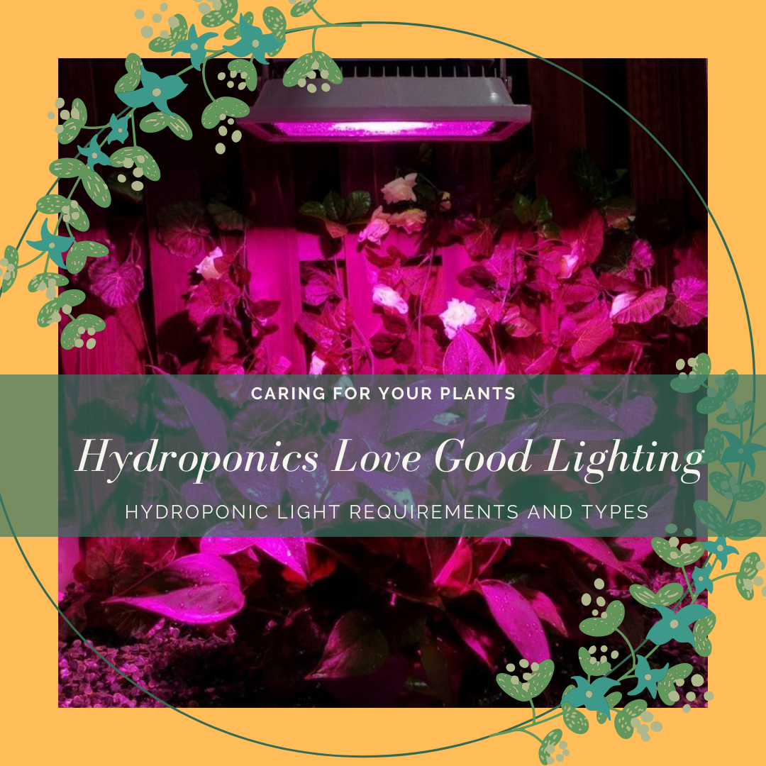 TYPES AND REQUIREMENTS OF LIGHTING FOR HYDROPONICS: A COMPLETE GUIDE