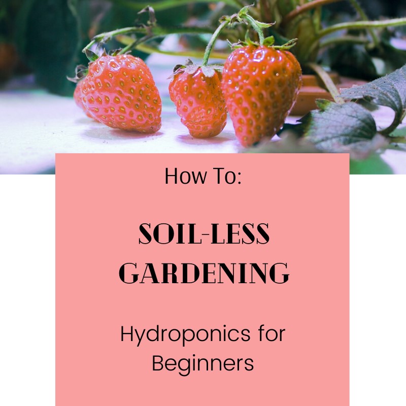 Everything you need to know to get started on Hydroponic Gardening