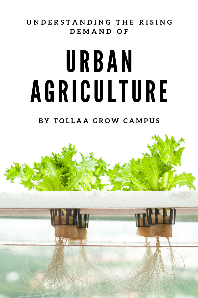 What is Urban Agriculture: How Can It Help Feed Cities?