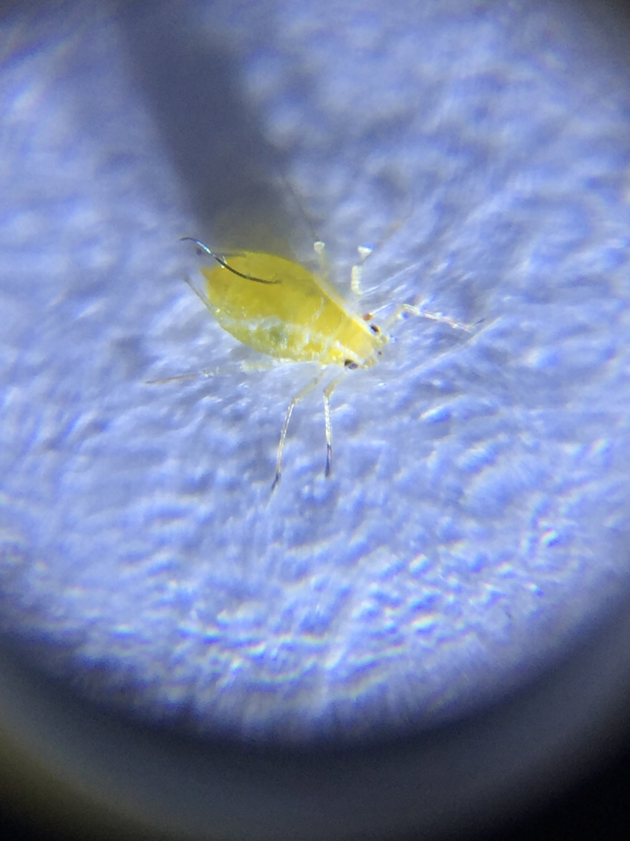 Active Eye Universal Phone Microscope 60x w/Clamp