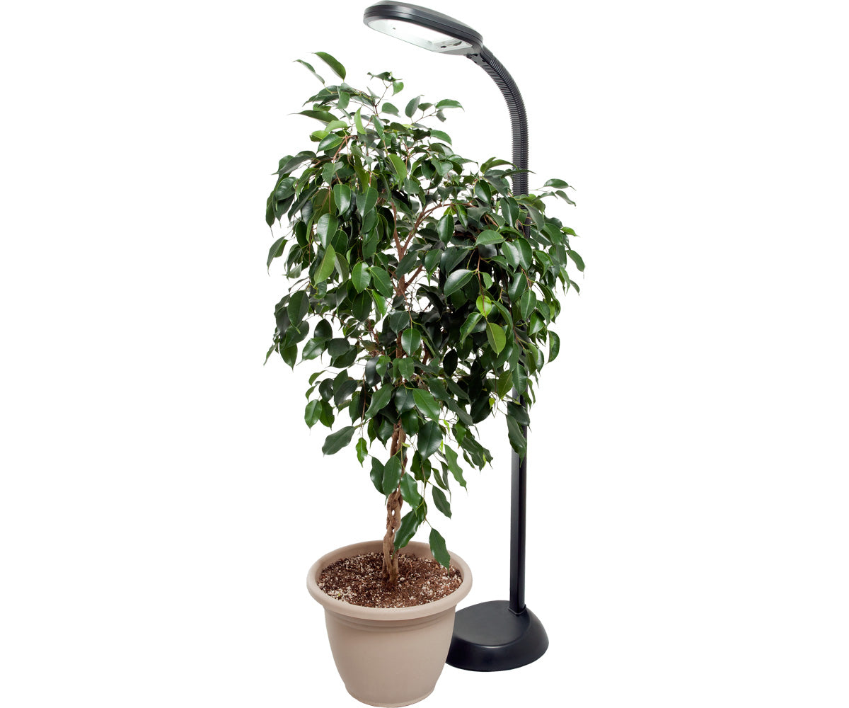 Agrobrite Floor Plant Light w/ 27w CFL