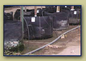 Smart Pot 3 Gallon Smart Pot 10"x 7.5"