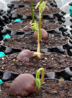 Air-Pot Air-Pot #1 1 Gal Equivalent , case of 25